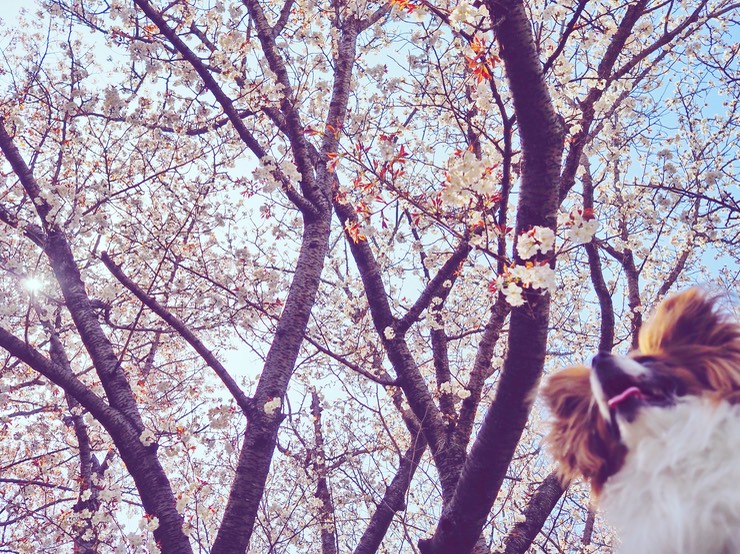 windy sakura2