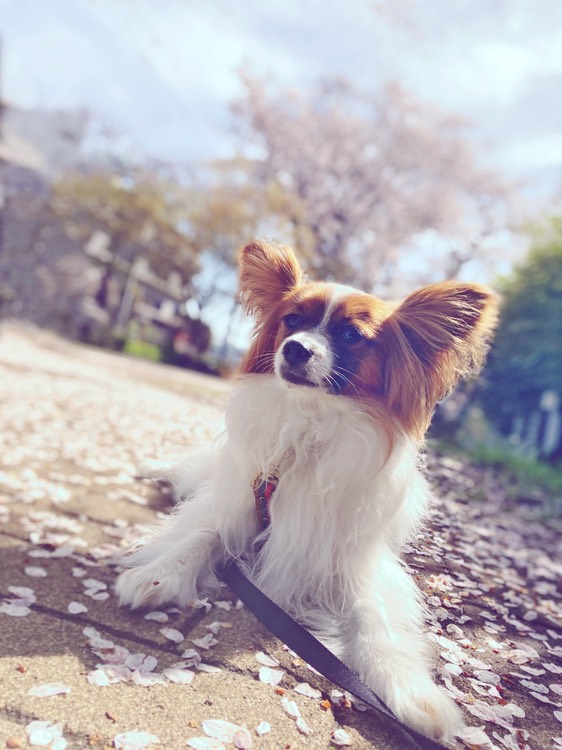 windy sakura