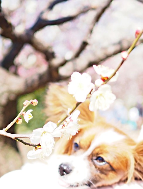 win.plum (1)